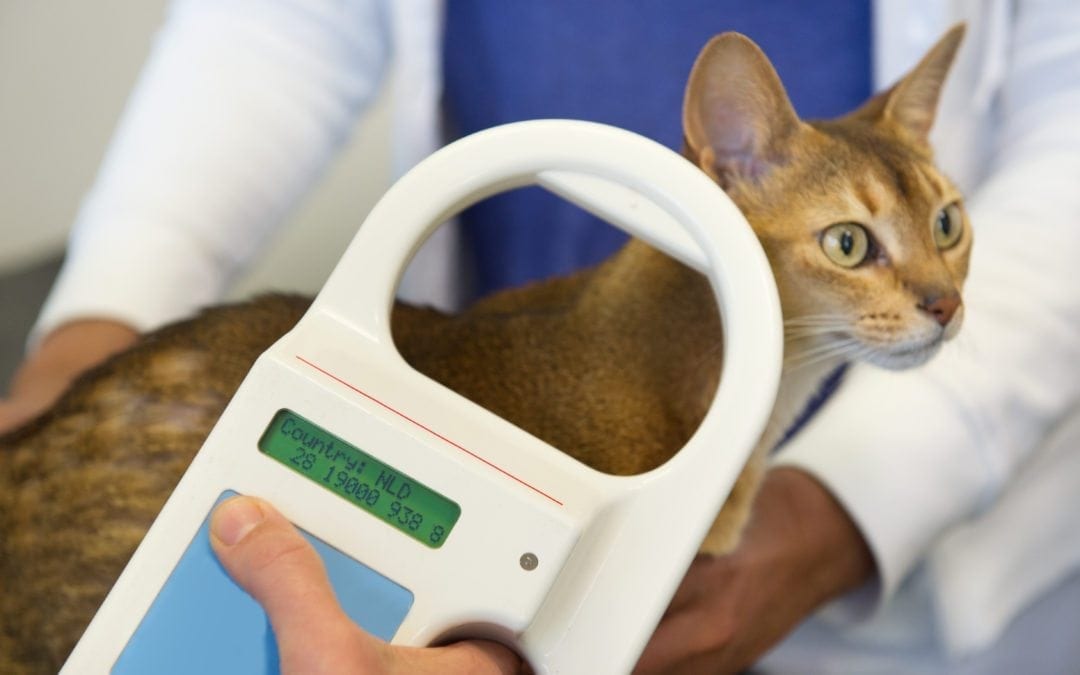 kitchener veterinary microchipping