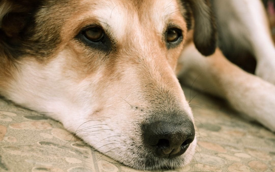 Stress Triggers For Dogs