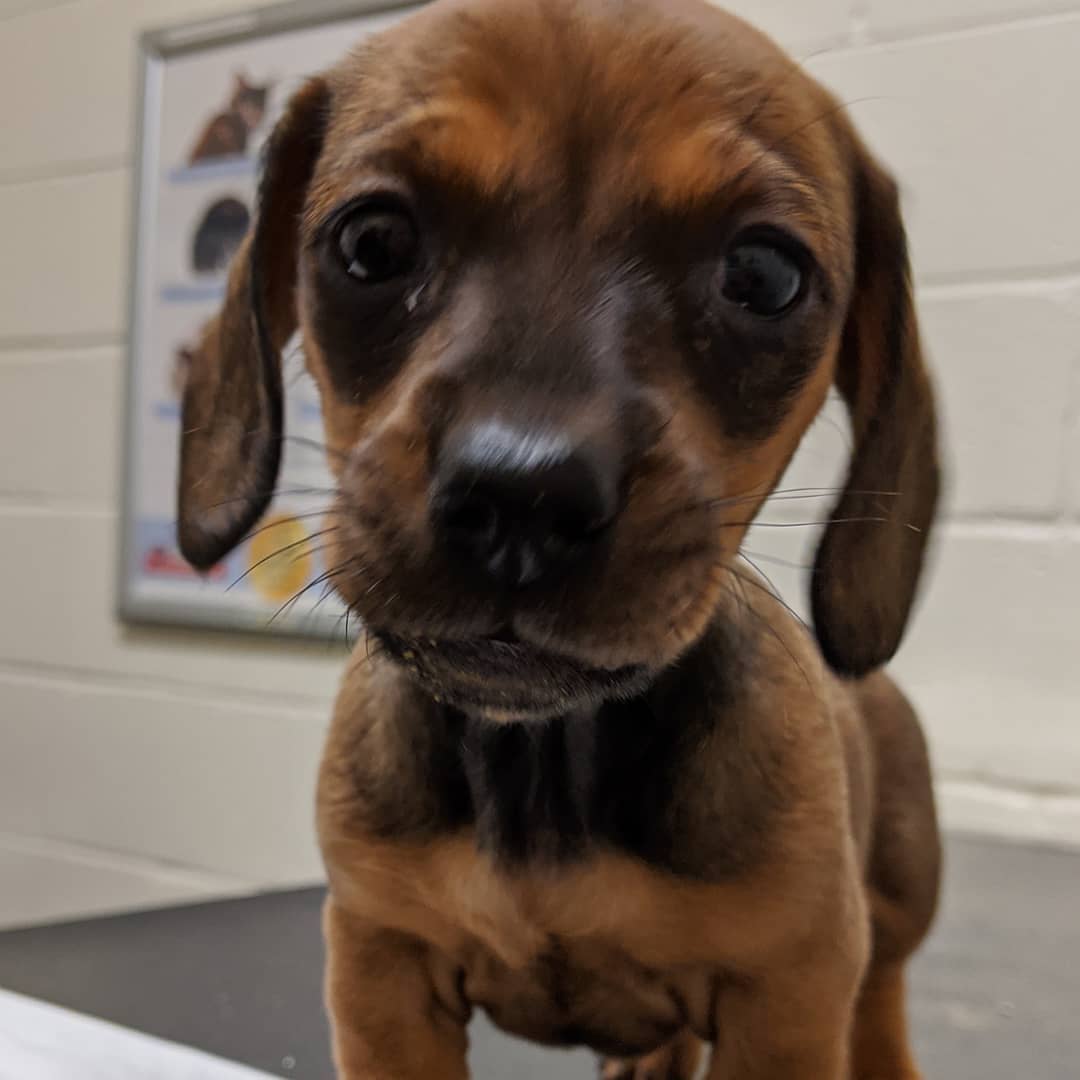 Kitchener And Waterloo Pets - Wilmot Veterinary Clinic Patient Gallery